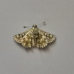 Muschampia tessellum