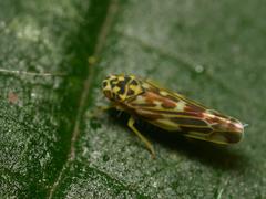 Eupteryx urticae