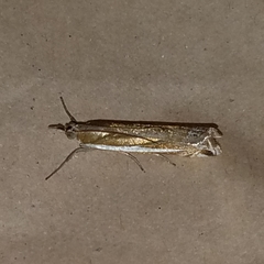 Crambus praefectellus