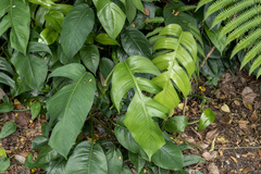 Epipremnum