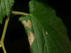 Phyllonorycter nicellii