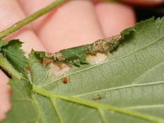 Phyllonorycter nicellii