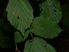 Corylus avellana
