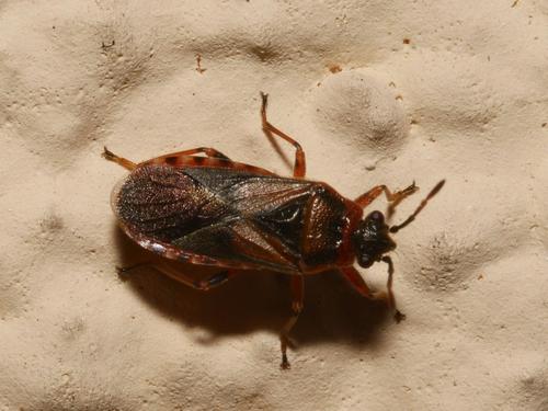 Elm Seed Bug photo 4