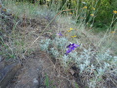 Brodiaea elegans hooveri