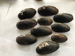 Nodularia douglasiae