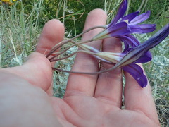 Brodiaea elegans hooveri