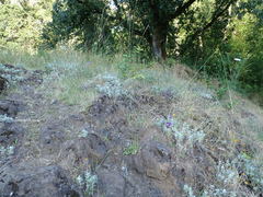 Brodiaea elegans hooveri