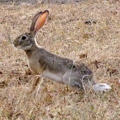 Lepus victoriae