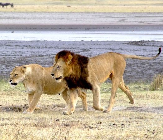 León (Panthera leo) · Natusfera