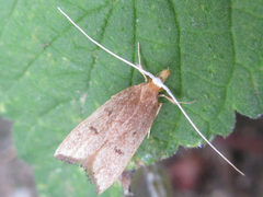 Lecitholaxa thiodora