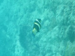 Thalassoma nigrofasciatum