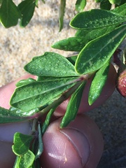 Rhoicissus tridentata tridentata