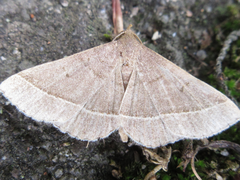 Paracolax trilinealis