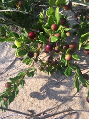 Rhoicissus tridentata tridentata