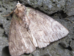 Dindica virescens