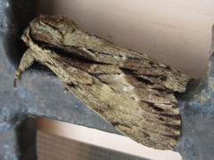 Shaka atrovittatus