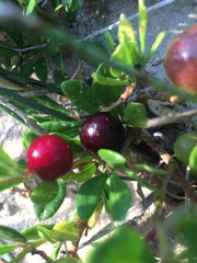 Rhoicissus tridentata tridentata