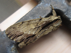 Shaka atrovittatus