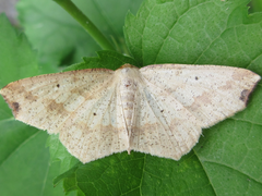 Pareclipsis gracilis