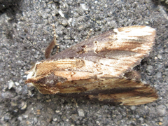 Hexafrenum leucodera