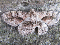 Satoblephara parvularia