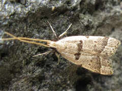 Deltoplastis apostatis