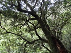 Quercus spinosa miyabei