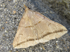 Zanclognatha griselda