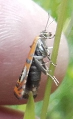 Olethreutes arcuella