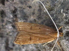 Lecitholaxa thiodora