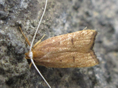 Lecitholaxa thiodora