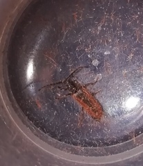 Omalisus fontisbellaquei