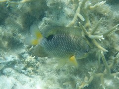 Stegastes punctatus