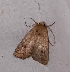 Hoplodrina octogenaria