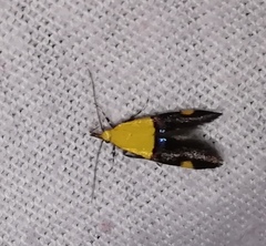 Oecophora bractella