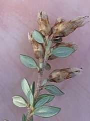 Cryptandra propinqua