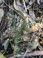 Cryptandra propinqua