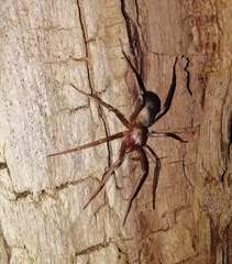 Sagana rutilans