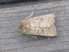 Hoplodrina octogenaria