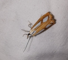 Catoptria