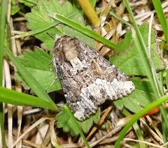 Oligia strigilis