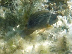 Stegastes punctatus