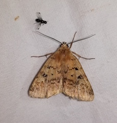 Diarsia mendica