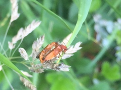 Rhagonycha fulva