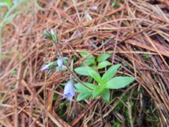 Veronica morrisonicola