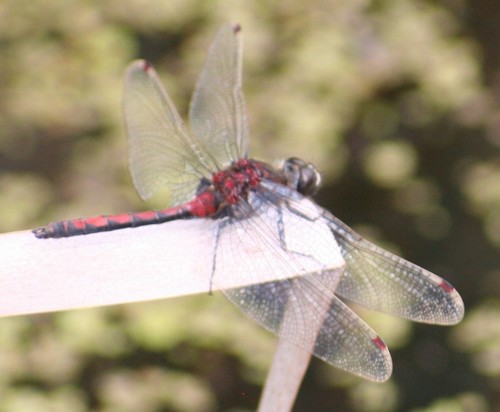 Boreal Whiteface (Leucorrhinia borealis), a species recorded in Alaska