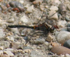 Leucorrhinia proxima