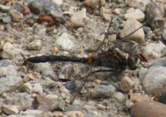 Leucorrhinia proxima