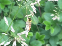 Sphaerophoria scripta